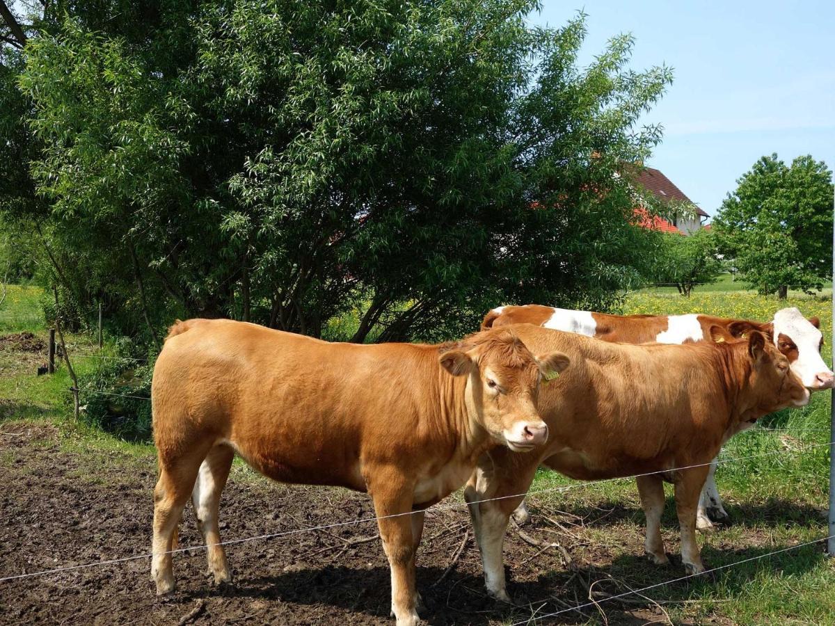 Monteurwohnungen Goeb - Nicht Fuer Urlaubsgaeste Geisa Extérieur photo